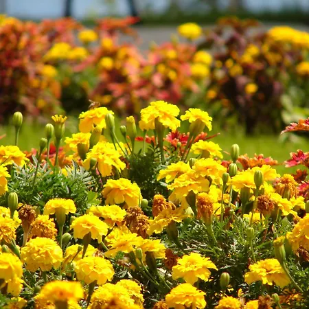 Crown Club アパート